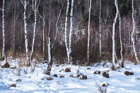 Forest in winter with snow Stock Photos