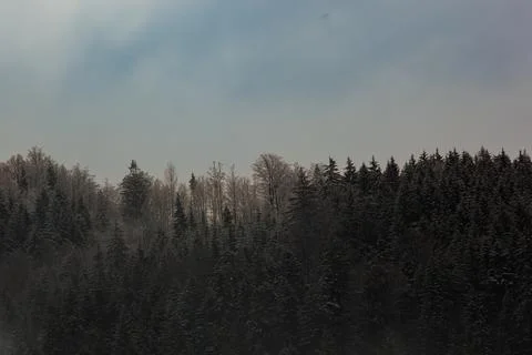 A forest in winter with snow Stock Photos