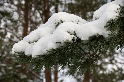 Forest in winter with snow on pine needles Foto stock