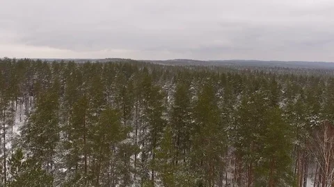 Forest in winter, snow on top of the trees Stock Footage 69967868