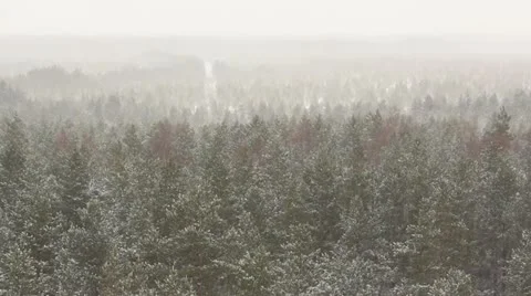 Forest in winter, snowing Video stock 10813383