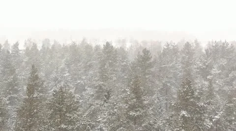 Forest in winter, snowing Video stock 10813397