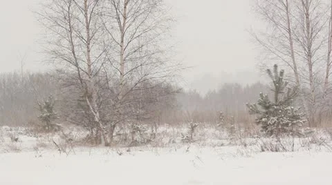 Forest in winter, snowing, winter scene Stock Footage 10813381