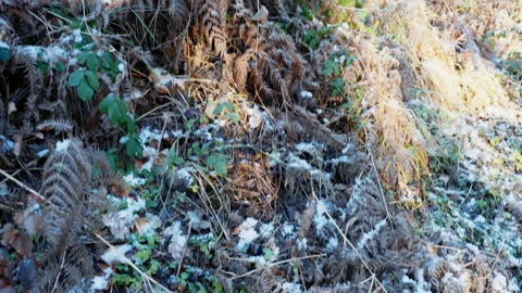 Forest. Winter. Snowy Thickets Stock Footage 333464563