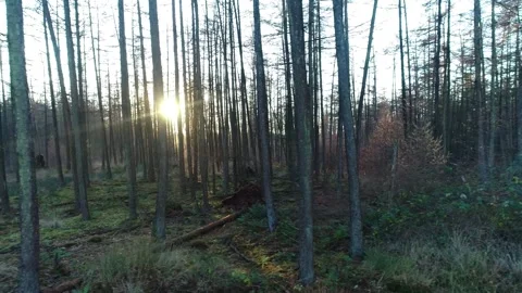 Forest in the Winter with Sun Peeking From Behind the Trees - The Netherlands Stock Footage 258629611