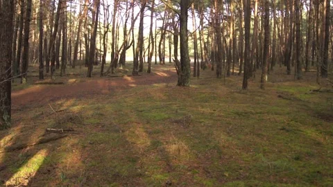 Forest in winter, sunbeams shine treetops green nature moss leaves branches Stock Footage 269786209