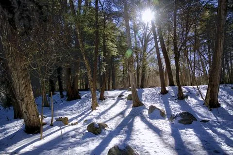 The forest in winter. Sunlight peeking through the trees with a lens flare an Stock Photos