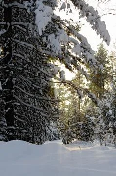 Forest winter at sunset Stock Photos