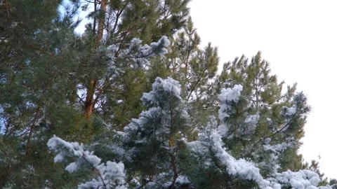 Forest in winter. Sunset in the winter forest Stock Footage 312724692