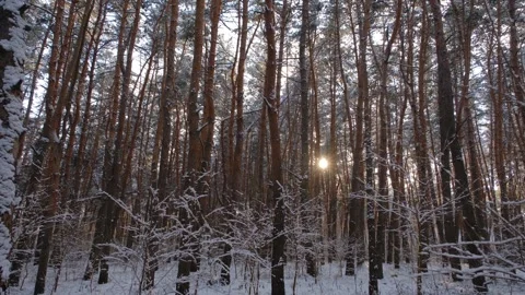 Forest in winter. Sunset in the winter forest. The rays of the sun break through Stock Footage 312821171