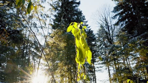 Forest Winter Thickets Stock Footage 333464441