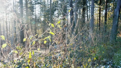 Forest Winter Thickets with plants in the background Stock Footage 333464511