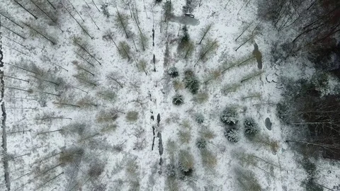 Forest at winter time. Stock Footage 84072539