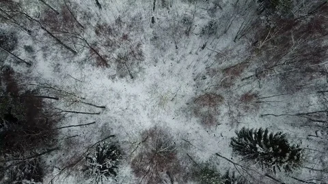 Forest at winter time. Stock Footage 84072646