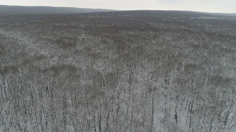 Forest in winter time Stock Footage 91550724