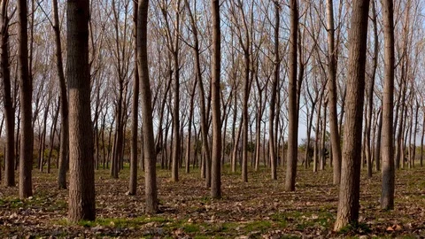 Forest At Winter Time Stock Footage 103572873