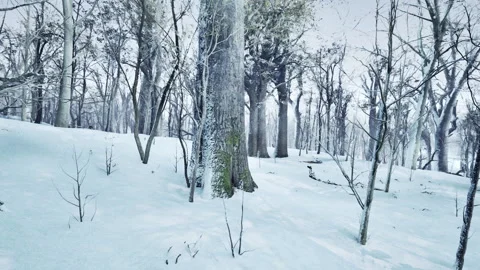 Forest in winter time at sunset Stock Footage 230482409