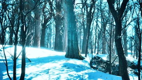 Forest in winter time at sunset Stock Footage 232689158