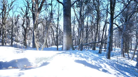 Forest in winter time at sunset Stock Footage 235634550