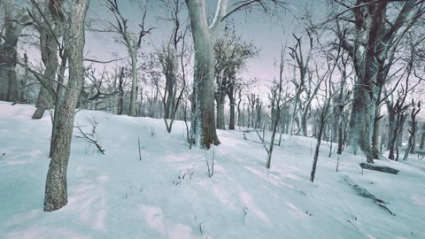 Forest in winter time at sunset Stock Footage 235999804