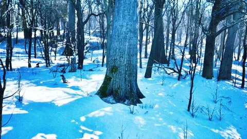 Forest in winter time at sunset Stock Illustration