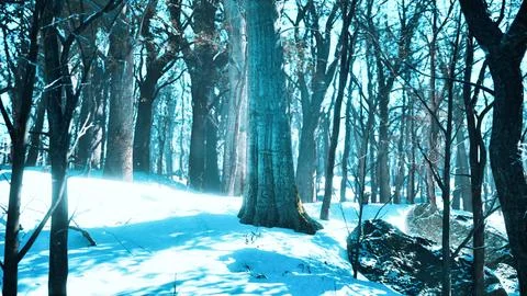 Forest in winter time at sunset Stock Illustration