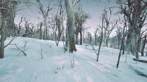 Forest in winter time at sunset Stock Illustration