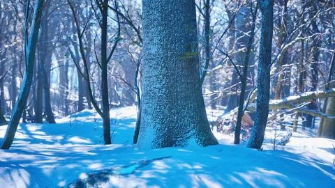 Forest in winter time at sunset Stock Illustration