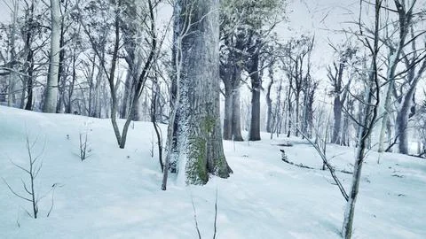 Forest in winter time at sunset Stock Illustration