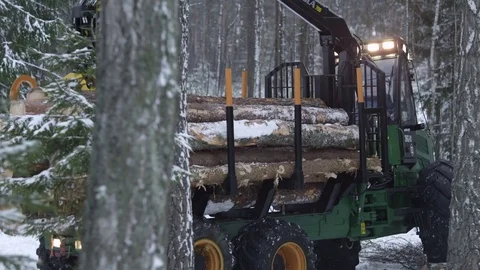 Forest in winter, transporting wood, deforestication Stock Footage 70705864