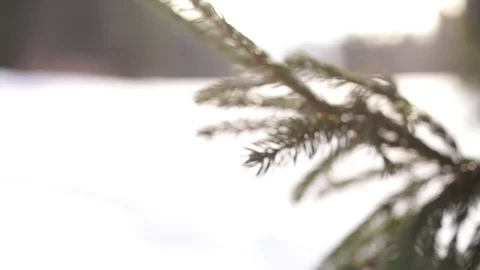 Forest winter tree Stock Footage 73289586