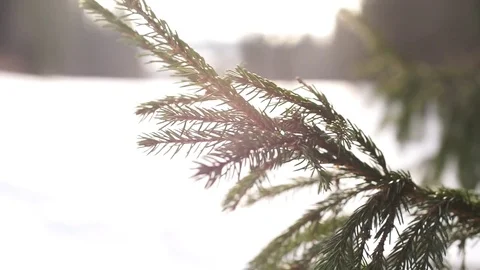 Forest winter tree Stock Footage 73289597