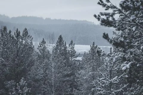 Forest winter tree Stockfoto's