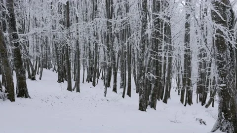 Forest in winter with trees and snow 스톡 동영상 169993744