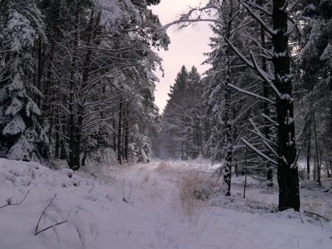 Forest in winter, trees covered in snow, sky light orange during sunset Stock Footage 342521606