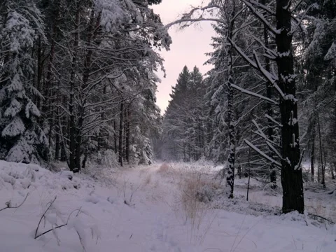 Forest in winter, trees covered in snow, sky light orange during sunset Видео 342543542