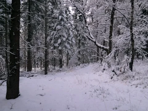 Forest in winter with trees covered in snow Stock Footage 342543630