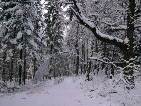 Forest in winter with trees covered in snow Видео 342543642
