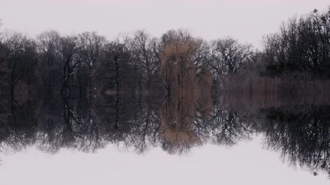 Forest in the winter, trees reflecting in a lake. Stock Footage 148482197