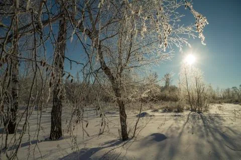 Forest in winter. Trees without foliage.  Trees in hoarfrost. A lot of snow. In  Stock Photos
