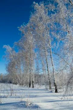 Forest in winter. Trees without foliage.  Trees in hoarfrost. A lot of snow. Stock Photos