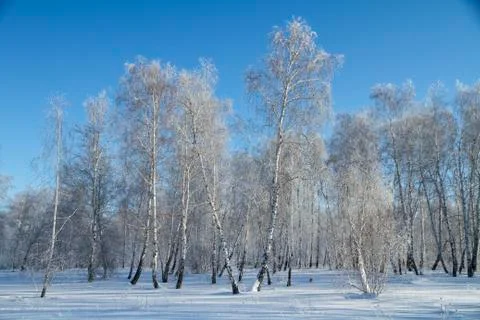 Forest in winter. Trees without foliage.  Trees in hoarfrost. A lot of snow. Stock Photos