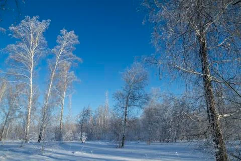 Forest in winter. Trees without foliage. Trees in hoarfrost. A lot of snow. Stock Photos