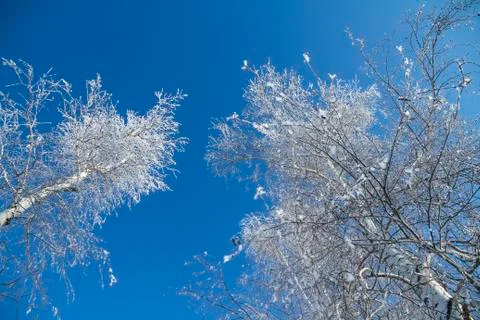 Forest in winter. Trees without foliage.  Treetops in hoarfrost. Stock Photos