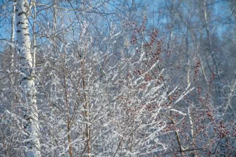 Forest in winter. Trees without foliage.  In the foreground a tree in the snow. Stock Photos