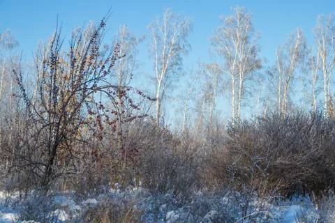 Forest in winter. Trees without foliage.  Trees and shrubs in hoarfrost. A lot o Stock Photos