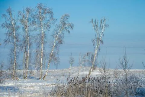 Forest in winter. Trees without foliage. A lot of snow. Dry grass in the snow. Stock Photos