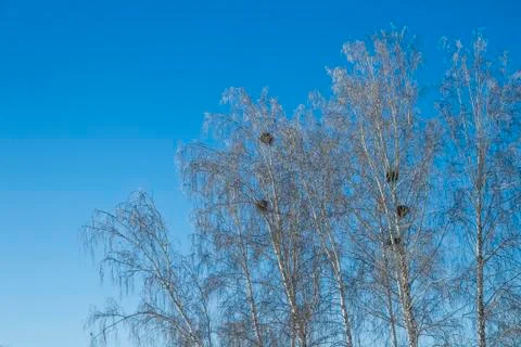 Forest in winter. Trees without foliage. Trees in hoarfrost. On the treetops nes Stock Photos