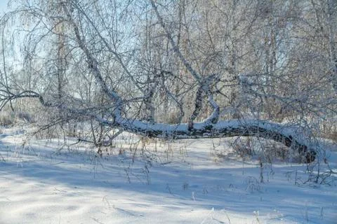 Forest in winter. Trees without foliage. Trees in hoarfrost. A lot of snow.  In  Stock Photos