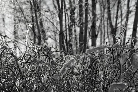 Forest in winter. Trees without foliage.  In the foreground shrubs in the snow. Stock Photos